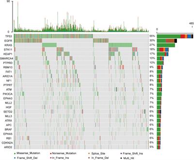 A Potential Biomarker of Combination of Tumor Mutation Burden and Copy Number Alteration for Efficacy of Immunotherapy in KRAS-Mutant Advanced Lung Adenocarcinoma